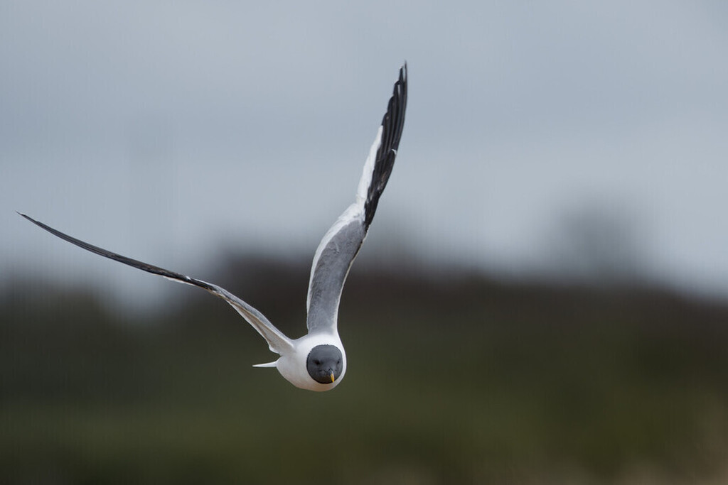 Sabine's Gull